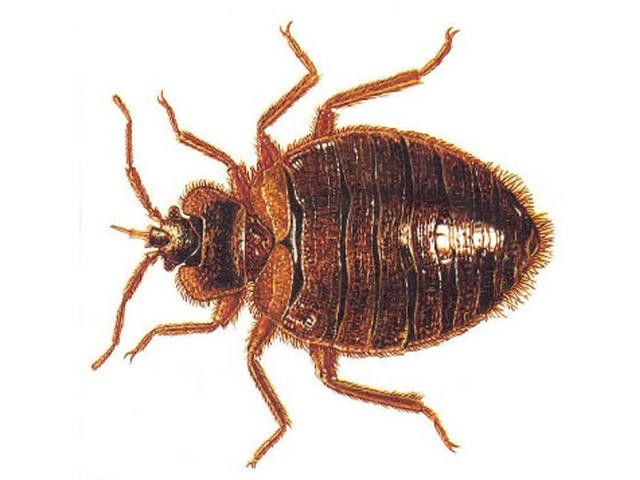 Cimicidae bedbug ትኋን